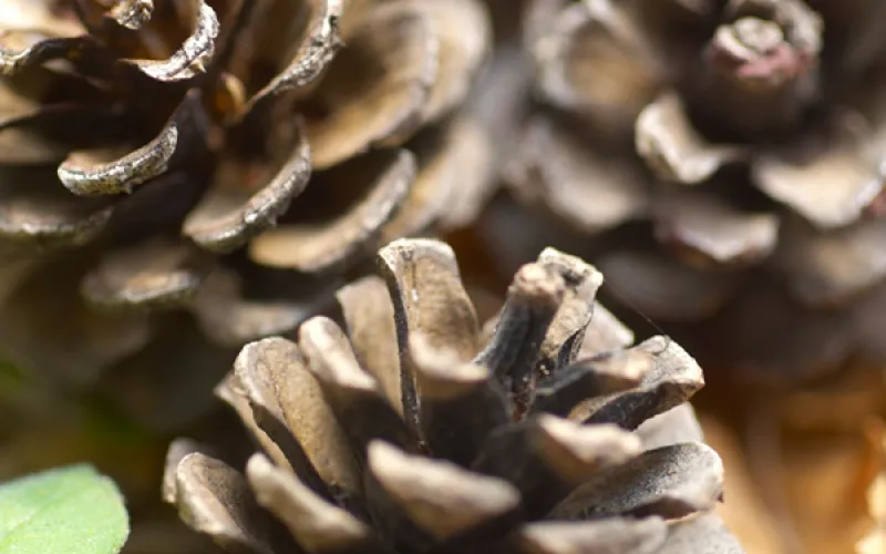 Media release community category