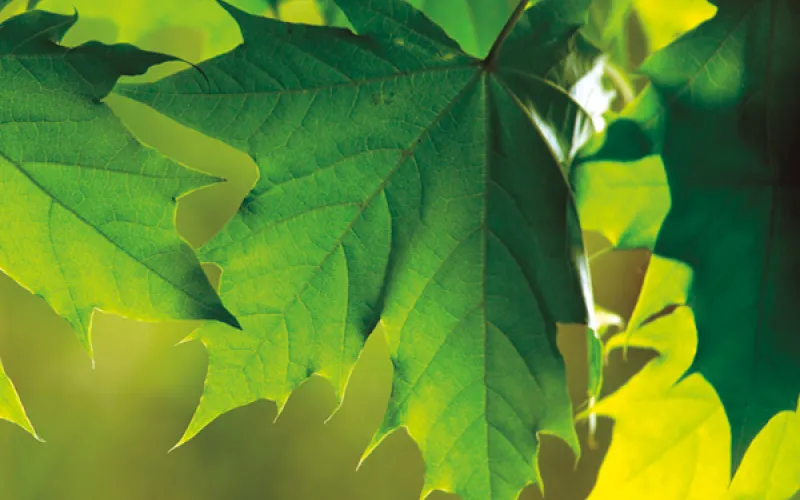 Media release corporate category