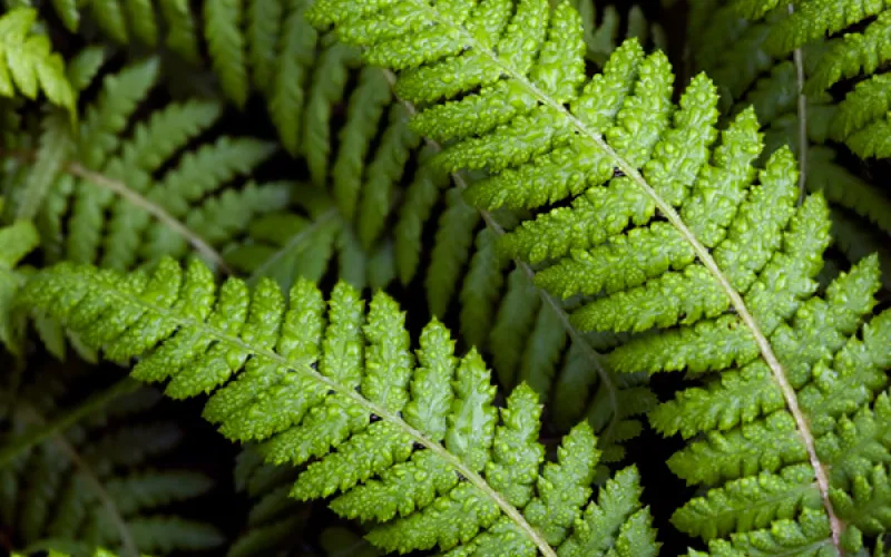 Media release product or service