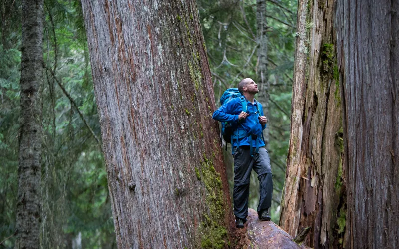 Man looking up at trees in forest