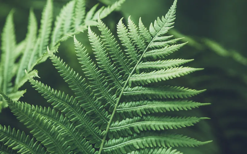 Ferns