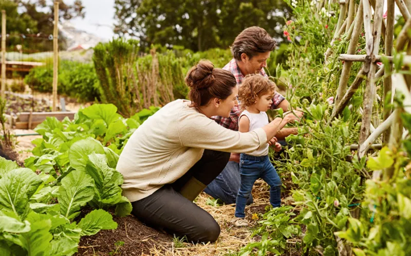 A family gardening together.