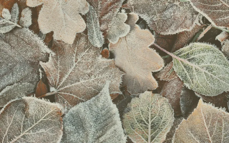 TD_Intro_Rate_Q1_2025