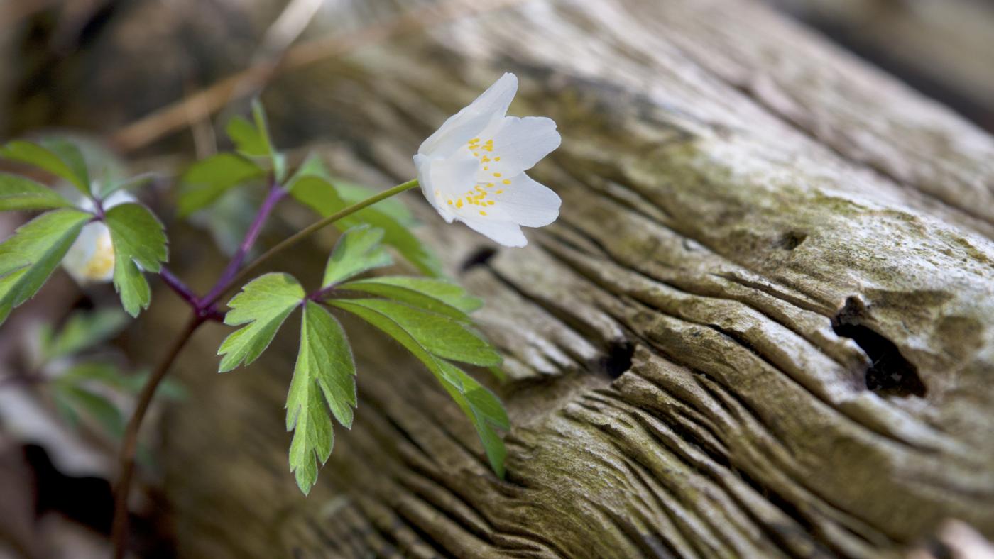 While flower growing by log