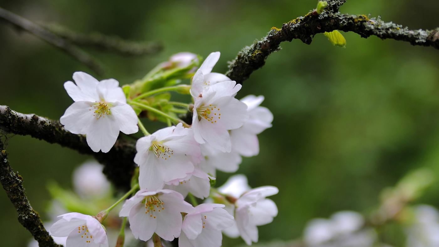 Beautiful white flowers on a branch