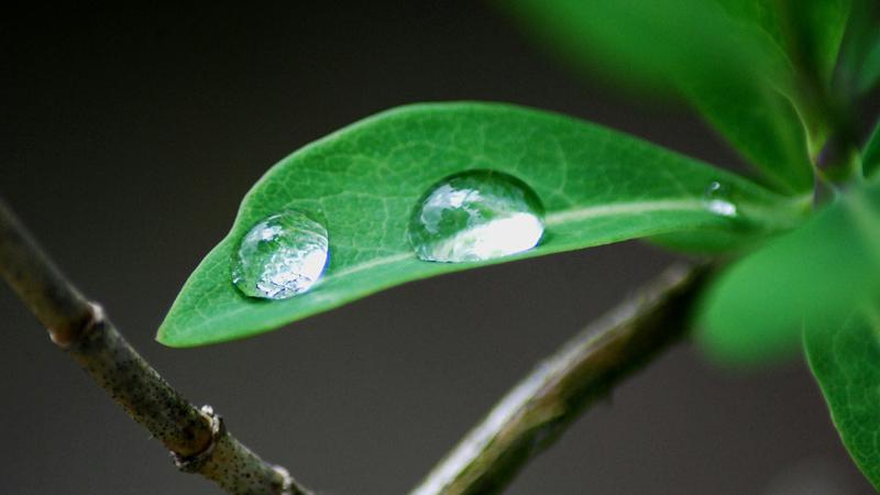 Image of a leaf with water droplets on it