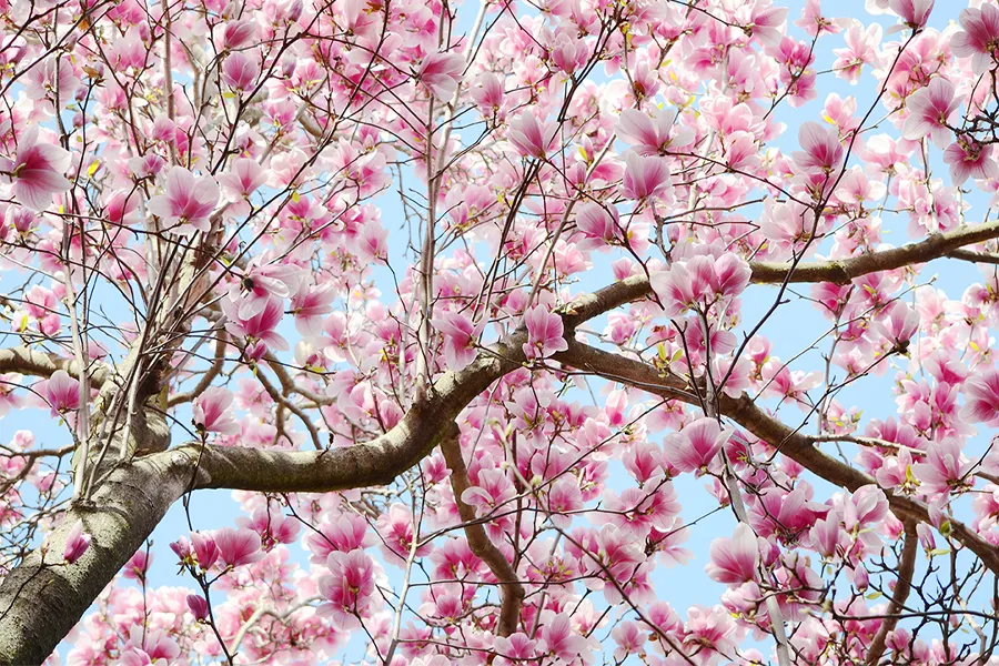 A cherry blossom tree