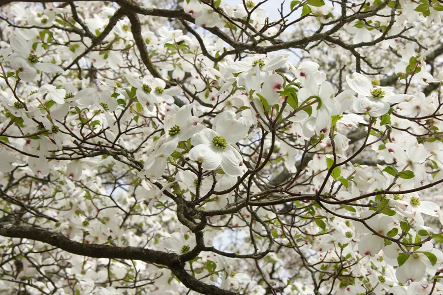 Magnolia Tree Blossom