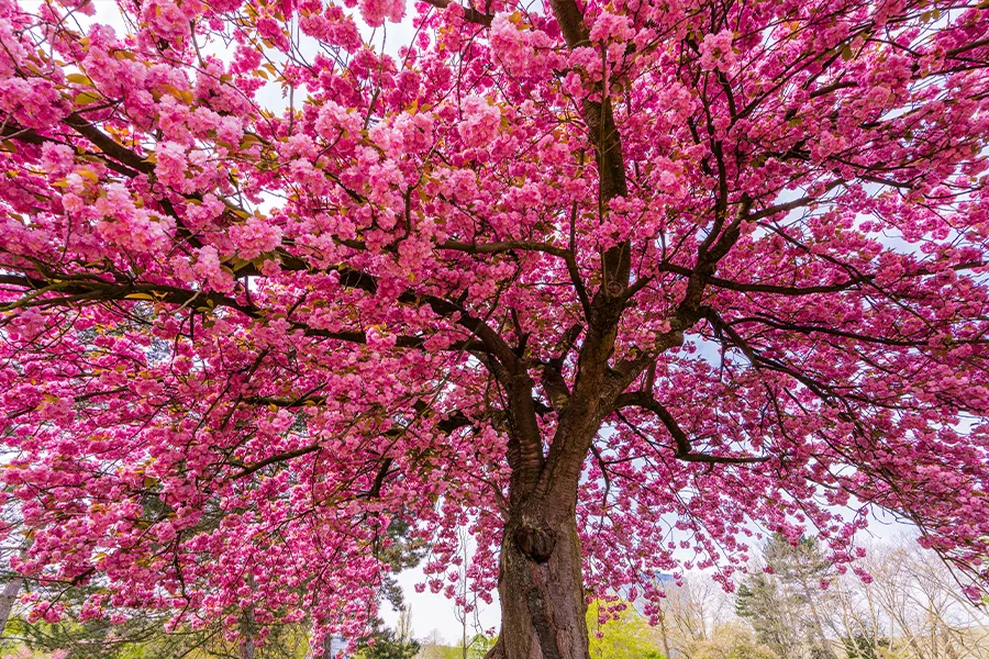 A cherry blossom tree