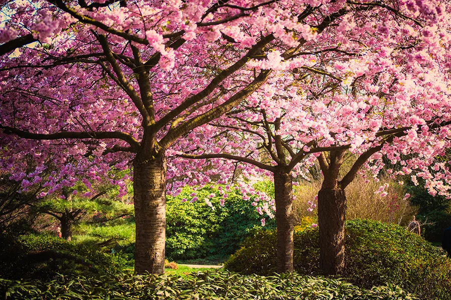 Cherry blossom trees