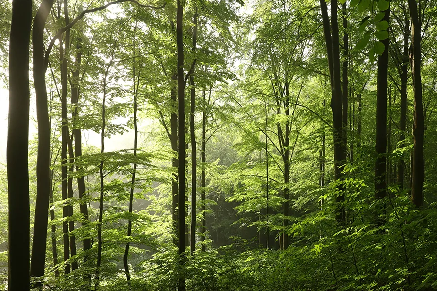 A forest
