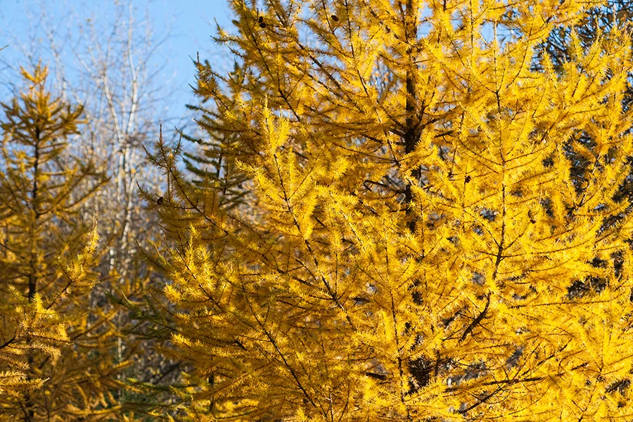 A tree