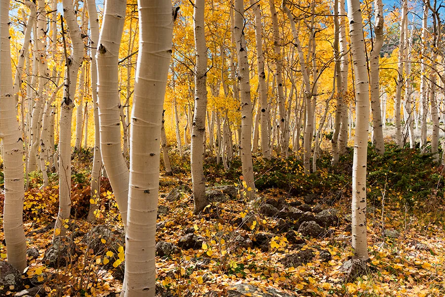Trees in a forest