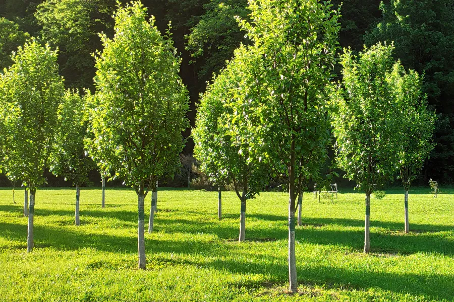 Trees