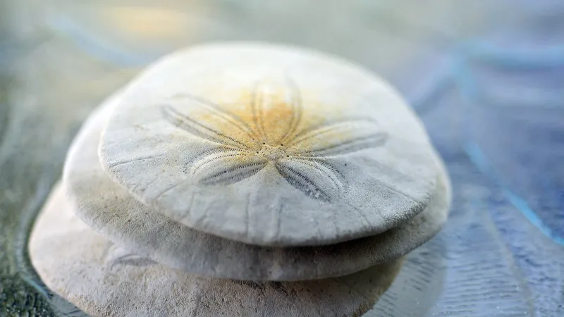 Sand dollars on beach