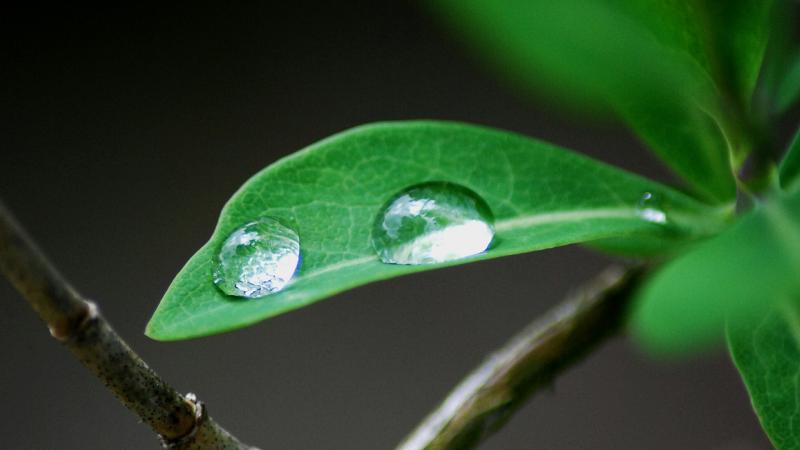 Leaf with water droplets sitting on it
