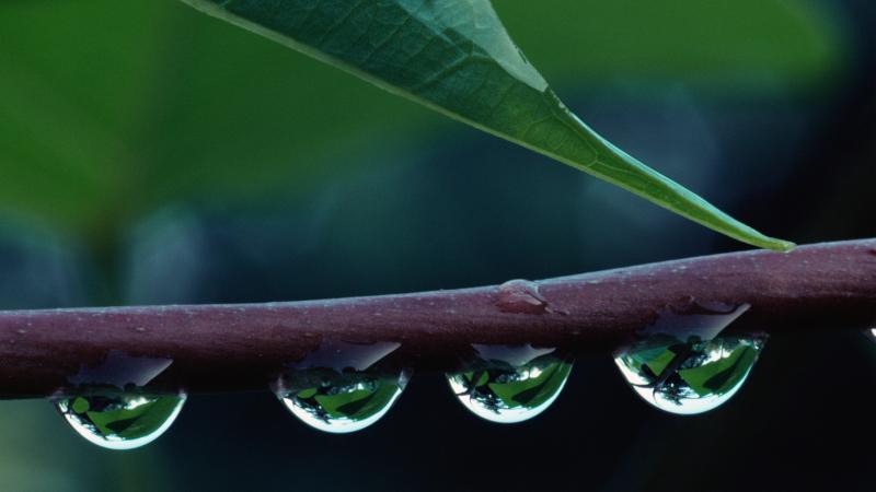 Stem of plant with water droplets
