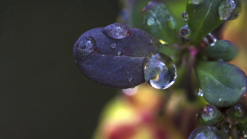 Small leaves with water droplets on them