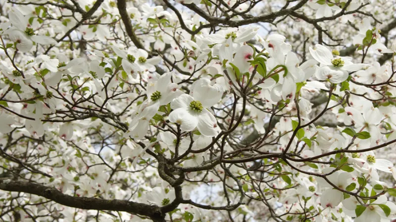 Magnolia Tree Blossom