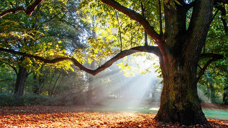 A tree in British Columbia