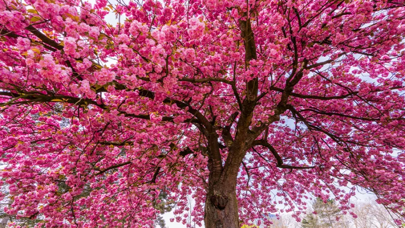 A cherry blossom tree