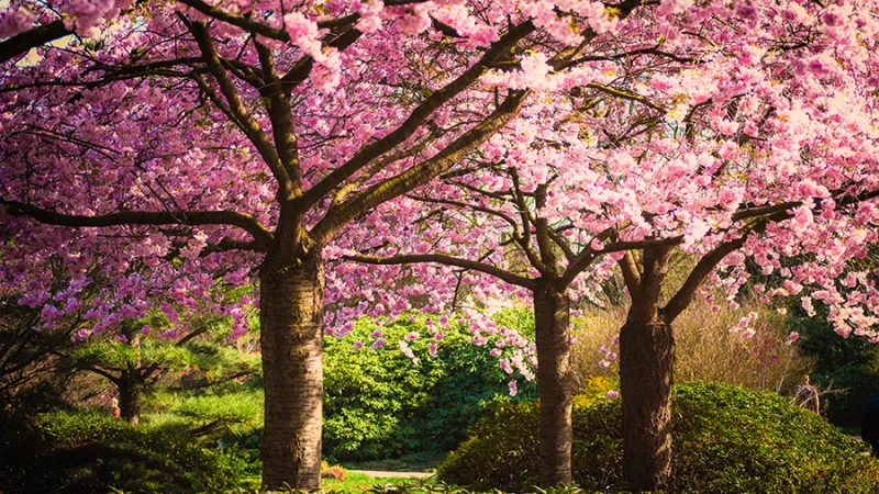 Cherry blossom trees