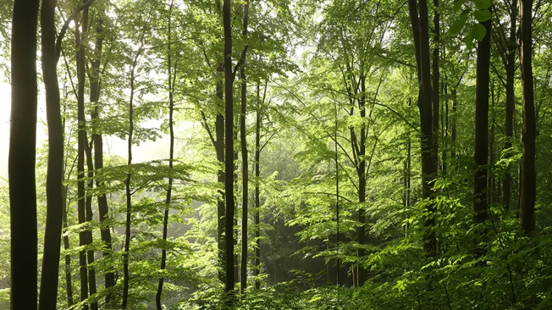 A forest