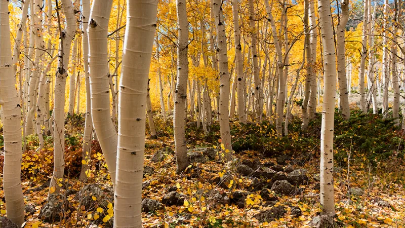Trees in a forest