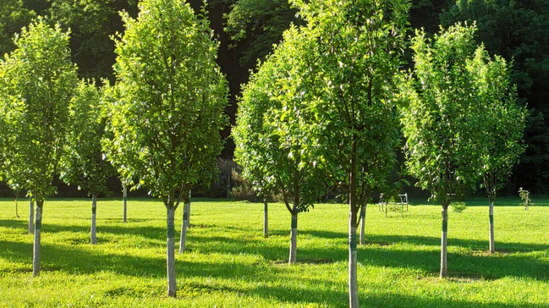 Trees 